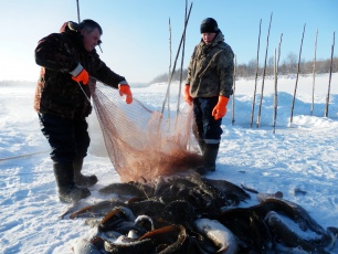 На Ямале увеличены квоты на традиционное рыболовство