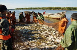 На Ямале подать заявку на традиционное рыболовство можно до 1 сентября
